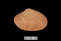 藏品(山瓜子簾蛤)的圖片